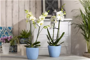 Phalaenopsis, gelb - Schmetterlingsorchidee Phalaenopsis, gelb - Schmetterlingsorchidee