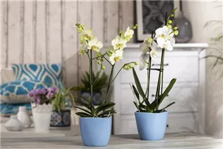 Phalaenopsis, gelb - Schmetterlingsorchidee Phalaenopsis, gelb - Schmetterlingsorchidee