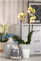 Phalaenopsis, gelb - Schmetterlingsorchidee Phalaenopsis, gelb - Schmetterlingsorchidee