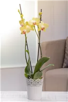 Phalaenopsis, gelb - Schmetterlingsorchidee Phalaenopsis, gelb - Schmetterlingsorchidee