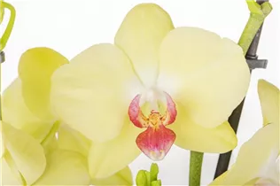 Phalaenopsis, gelb - Schmetterlingsorchidee Phalaenopsis, gelb - Schmetterlingsorchidee