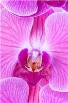Phalaenopsis, rosa - Schmetterlingsorchidee