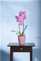 Phalaenopsis, rosa - Schmetterlingsorchidee