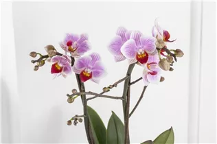 Phalaenopsis, rosa - Schmetterlingsorchidee