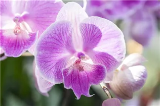 Phalaenopsis, rosa - Schmetterlingsorchidee
