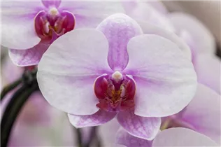Phalaenopsis, rosa - Schmetterlingsorchidee