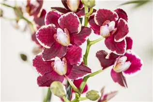Phalaenopsis, rot - Schmetterlingsorchidee Phalaenopsis, rot - Schmetterlingsorchidee