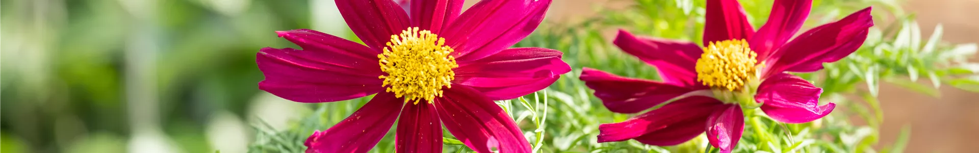 Cosmos bipinnatus, rot