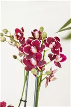 Phalaenopsis, rot - Schmetterlingsorchidee Phalaenopsis, rot - Schmetterlingsorchidee