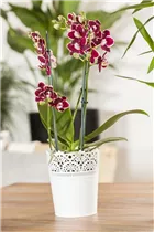 Phalaenopsis, rot - Schmetterlingsorchidee Phalaenopsis, rot - Schmetterlingsorchidee