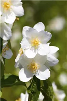 Philadelphus 'Erectus' - Duftjasmin 'Erectus'