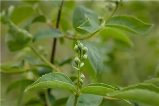Philadelphus 'Schneesturm' - Gartenjasmin 'Schneesturm'