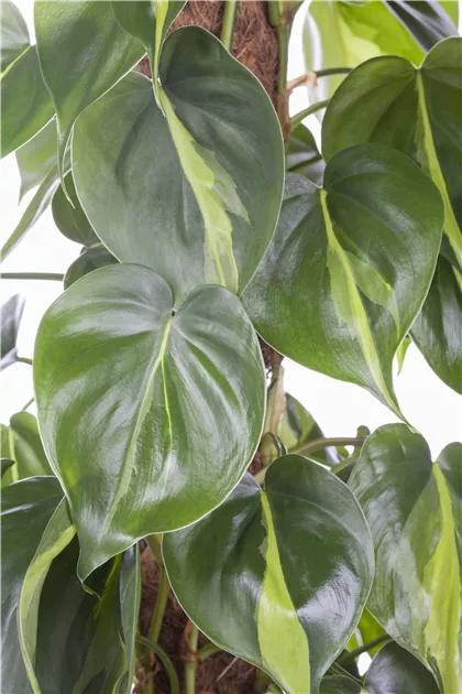 philodendron billietiae mature Philodendron Billietiae 'Black' main image 1