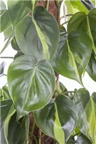 Philodendron scandens - Philodendron Philodendron scandens - Philodendron