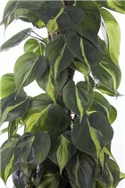 Philodendron scandens - Philodendron Philodendron scandens - Philodendron