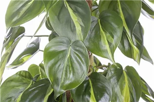 Philodendron scandens - Philodendron Philodendron scandens - Philodendron