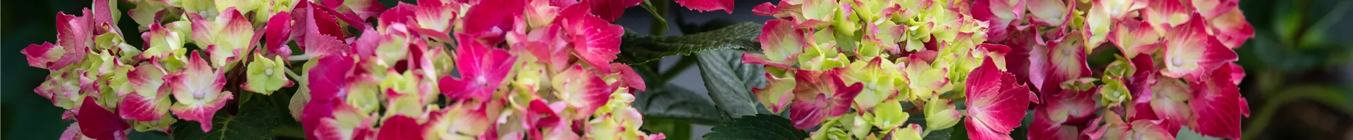 Hydrangea macrophylla, rot