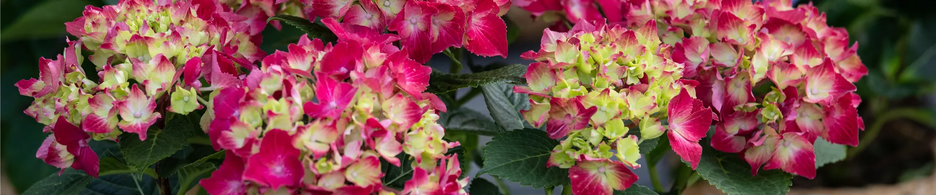 Hydrangea macrophylla, rot Hydrangea macrophylla, rot