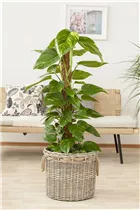 Philodendron scandens - Philodendron Philodendron scandens - Philodendron