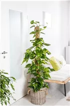 Philodendron scandens - Philodendron Philodendron scandens - Philodendron