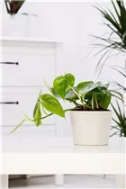 Philodendron scandens - Philodendron Philodendron scandens - Philodendron