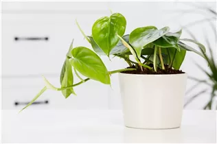 Philodendron scandens - Philodendron Philodendron scandens - Philodendron