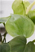 Philodendron scandens - Philodendron Philodendron scandens - Philodendron