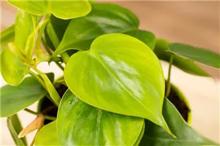 Philodendron scandens - Philodendron Philodendron scandens - Philodendron
