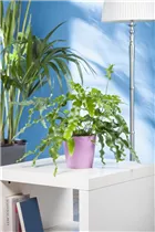 Phlebodium aureum - Goldener Hasenfußfarn Phlebodium aureum - Goldener Hasenfußfarn