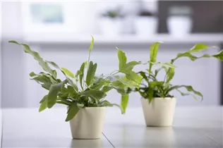 Phlebodium aureum - Goldener Hasenfußfarn Phlebodium aureum - Goldener Hasenfußfarn