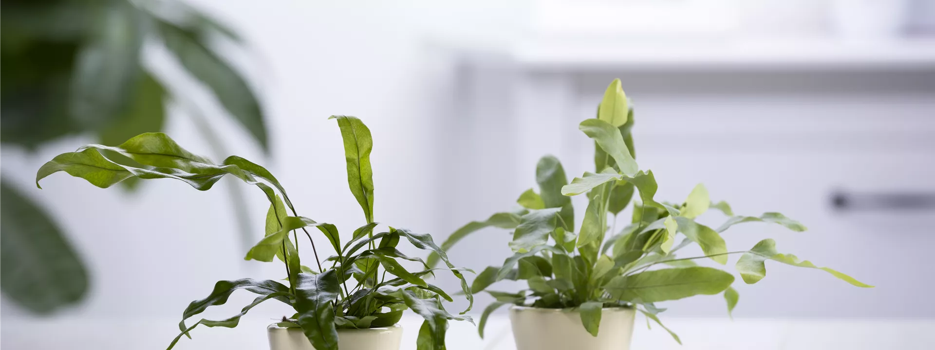 Phlebodium aureum Phlebodium aureum