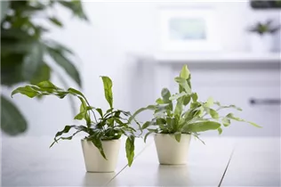 Phlebodium aureum - Goldener Hasenfußfarn Phlebodium aureum - Goldener Hasenfußfarn