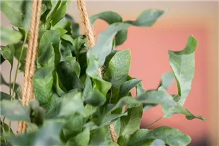 Phlebodium aureum - Goldener Hasenfußfarn Phlebodium aureum - Goldener Hasenfußfarn