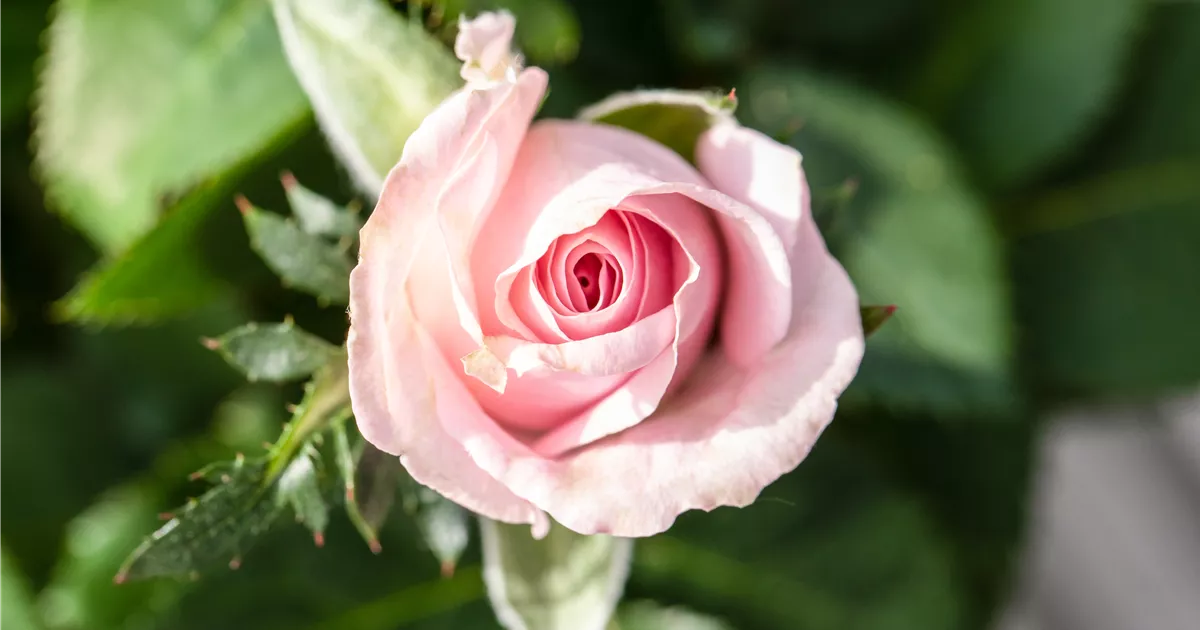  - Richtige Rosenpflege für eine königliche Blütenpracht
