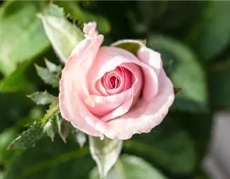 Richtige Rosenpflege für eine königliche Blütenpracht