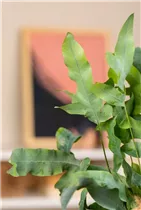 Phlebodium aureum - Goldener Hasenfußfarn Phlebodium aureum - Goldener Hasenfußfarn