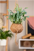 Phlebodium aureum - Goldener Hasenfußfarn Phlebodium aureum - Goldener Hasenfußfarn