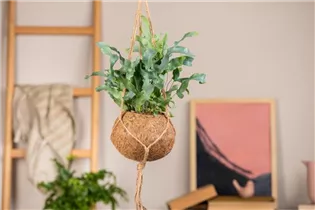 Phlebodium aureum - Goldener Hasenfußfarn Phlebodium aureum - Goldener Hasenfußfarn