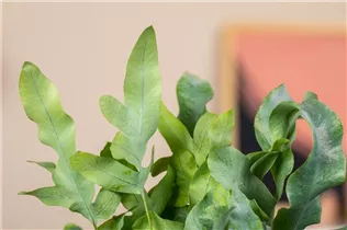 Phlebodium aureum - Goldener Hasenfußfarn Phlebodium aureum - Goldener Hasenfußfarn