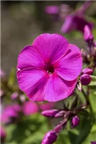 Phlox paniculata 'Miss Mary' - Hohe Garten-Flammenblume 'Miss Mary'