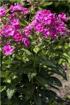 Phlox paniculata - Hohe Flammenblume