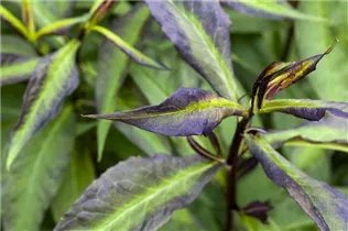 Phlox paniculata - Hohe Flammenblume