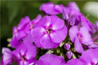 Phlox paniculata - Hohe Flammenblume