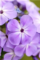Phlox paniculata - Hohe Flammenblume