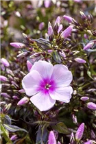 Phlox paniculata - Hohe Flammenblume