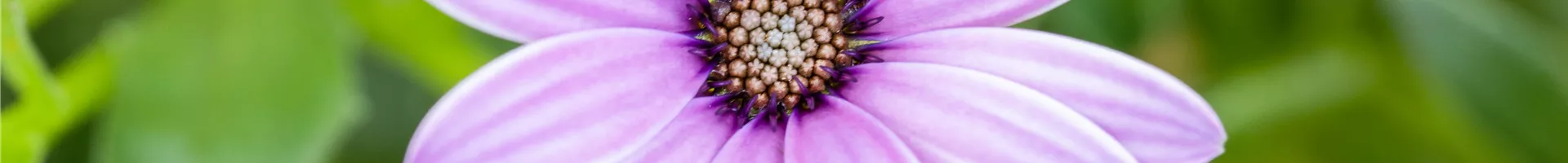 Osteospermum ecklonis, rosa