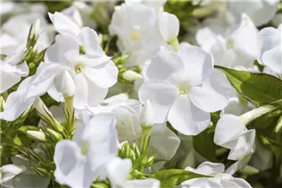 Phlox paniculata - Hohe Flammenblume