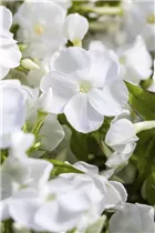 Phlox paniculata - Hohe Flammenblume