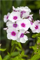 Phlox paniculata - Hohe Flammenblume