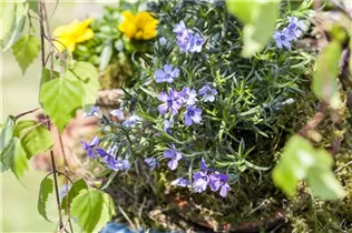Phlox subulata - Garten-Teppich-Flammenblume Phlox subulata - Garten-Teppich-Flammenblume